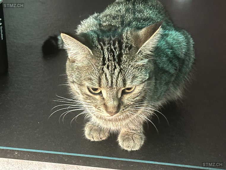 Bonita (Bönli) — Hauskatze ♀, Vermisst seit 20.10.2024, Engelburg (SG)