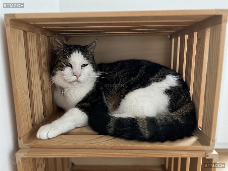 Roy — Hauskatze ♂, Vermisst seit 11.10.2024, Jonen (AG)