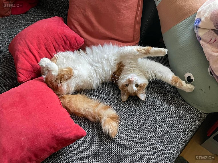 Nala — Hauskatze ♀, Vermisst seit 01.10.2024, Berg TG (TG)