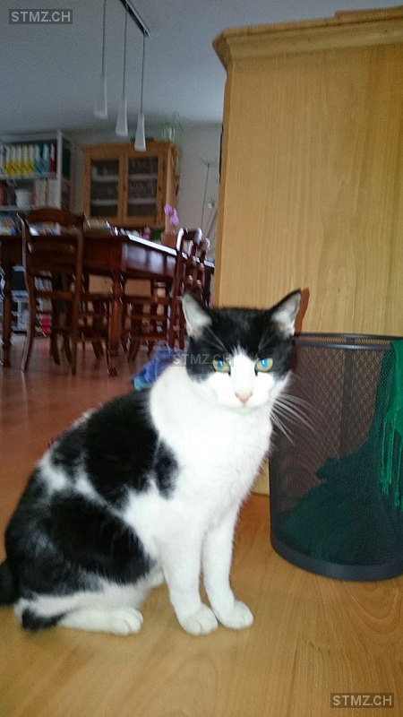 Biscotte — Hauskatze ♂, Vermisst seit 07.08.2019, Biel/Bienne (BE)