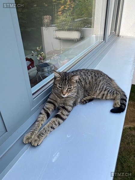 Masha — Hauskatze ♀, Vermisst seit 24.10.2024, Binningen (BL)