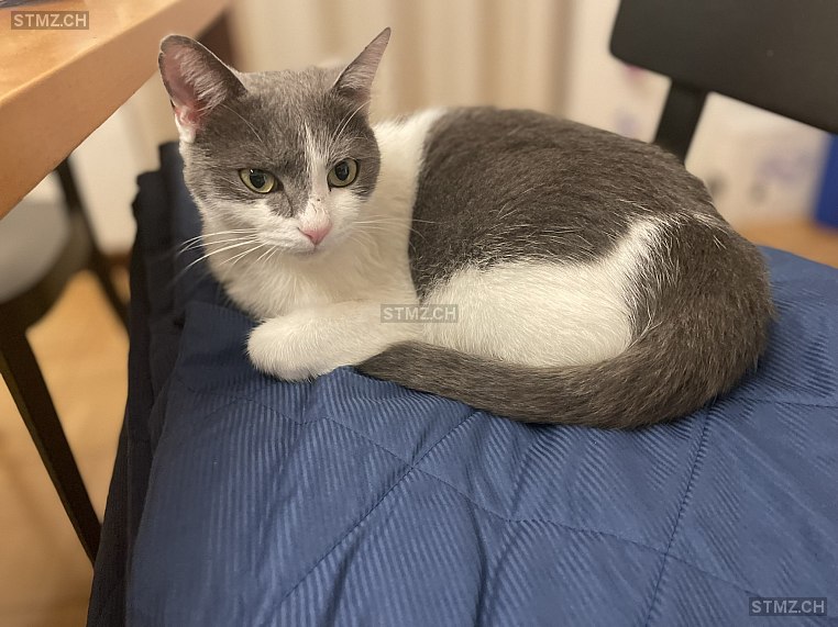 Charly — Hauskatze ♂, Vermisst seit 01.11.2024, Unterengstringen (ZH)