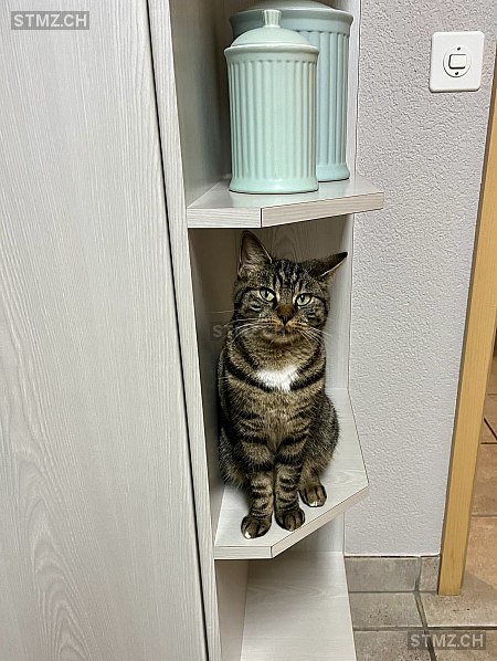 Juna — Hauskatze ♀, Vermisst seit 02.11.2024, Riken AG (AG)