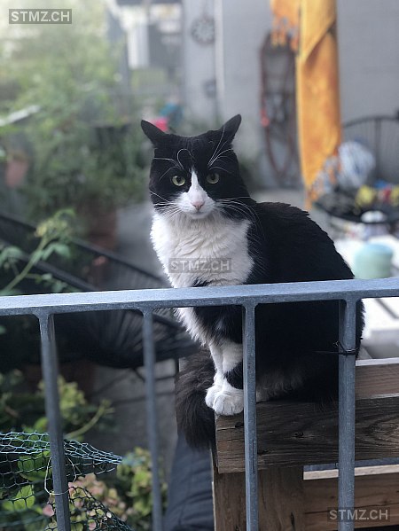 Panda / Pandi — Katze ♀, Vermisst seit 01.11.2024, Zürich (ZH)