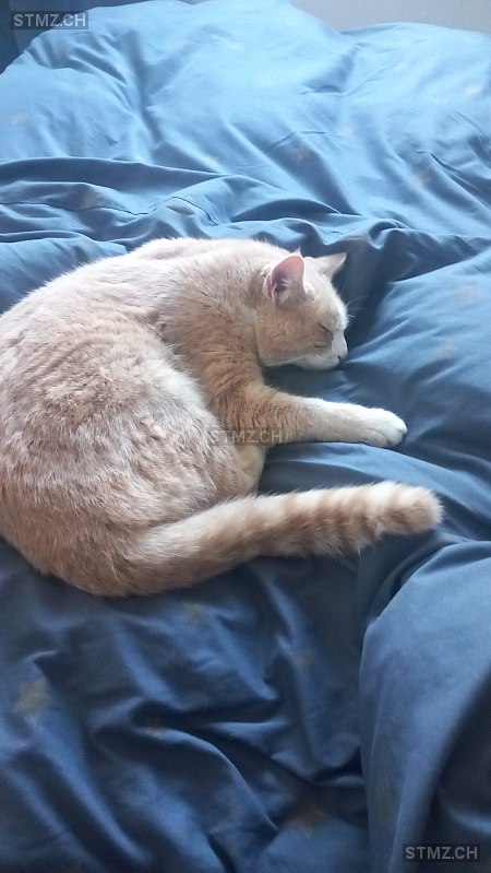 Vermisste Katzen #356963 — Hauskatze ♂, Vermisst seit ?, Bern (BE)