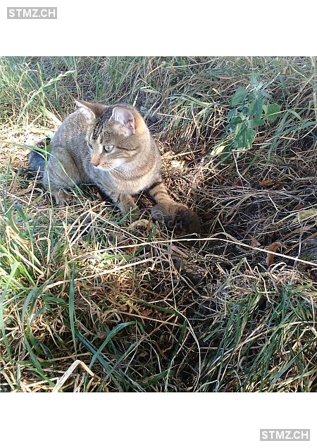 Prinzine — Hauskatze ♀, Vermisst seit 14.11.2024, Obfelden (ZH)