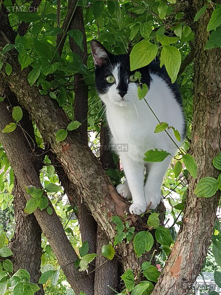 Furby — Hauskatze ♂, Vermisst seit 24.11.2024, Muttenz (BL)