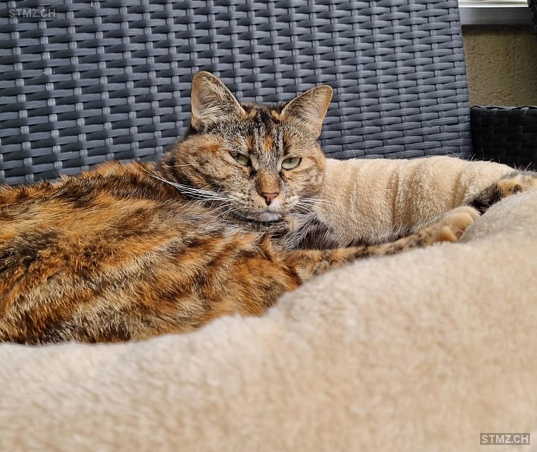Mimi, Gechippt Mia — Hauskatze ♀, Vermisst seit 05.12.2024, Basel (BS)