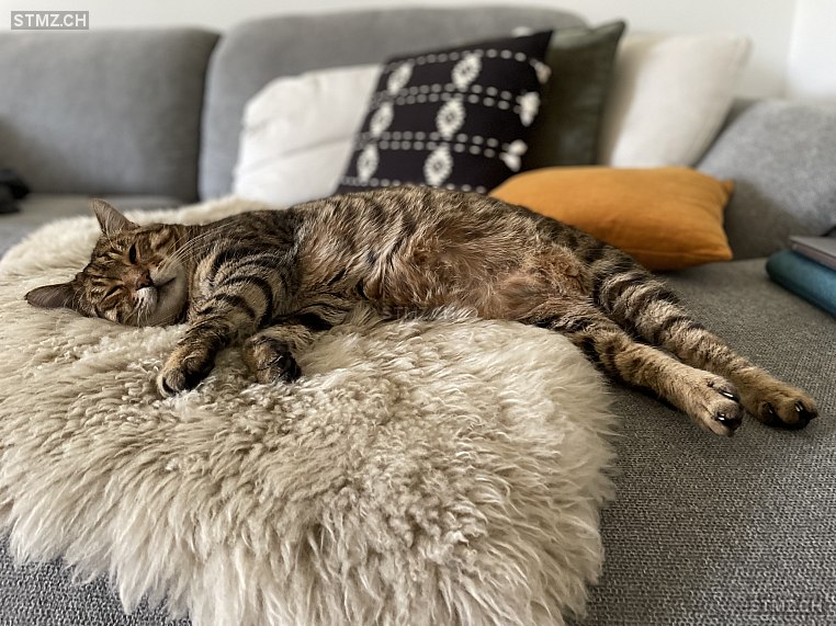 Yoomee — Hauskatze ♂, Vermisst seit 02.12.2024, Flurlingen (ZH)