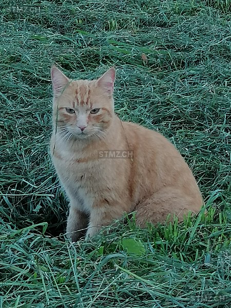 Eddy — Hauskatze ♂, Vermisst seit 17.12.2024,  ()