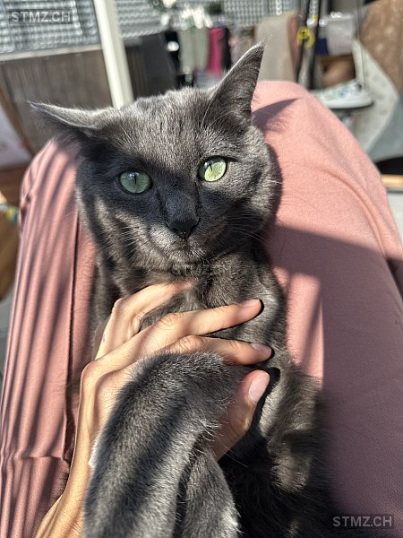 Tommi — Hauskatze ♂, Vermisst seit 19.01.2025, Entlebuch (LU)