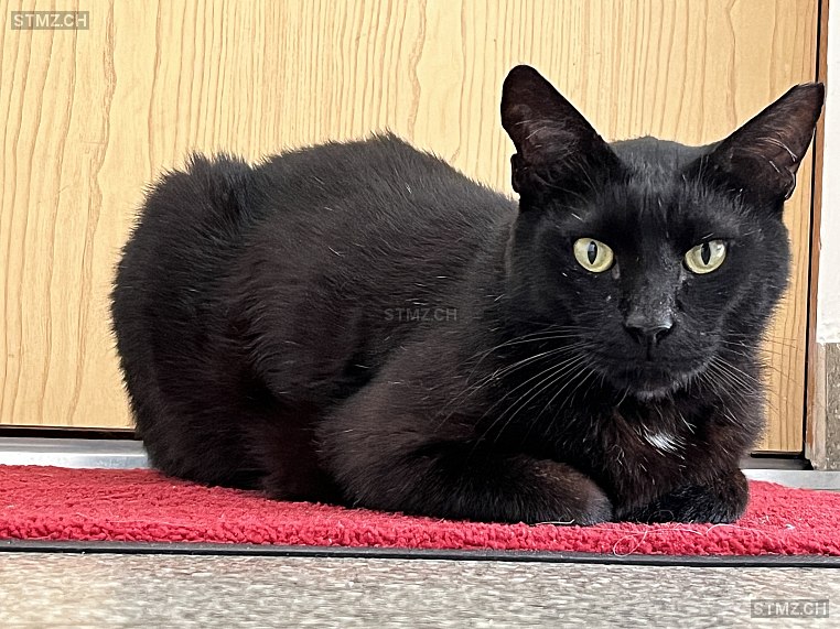 Momo — Hauskatze ♂, Vermisst seit 23.12.2024, Thalwil (ZH)