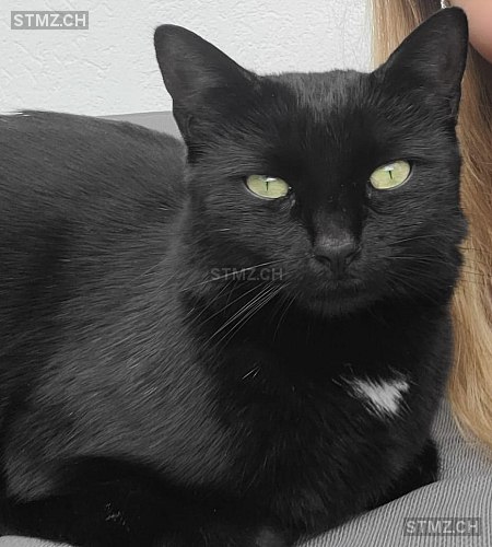 Kuro (Schnuffeli) — Hauskatze ♂, Vermisst seit 12.08.2024, Dottikon (AG)