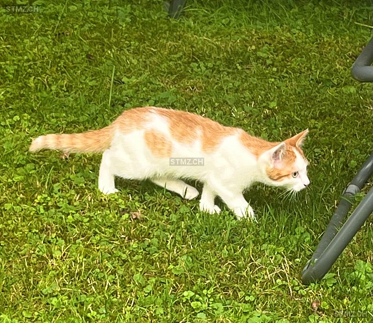 Elmo — Hauskatze ♂, Vermisst seit 30.01.2025, Wald ZH (ZH)