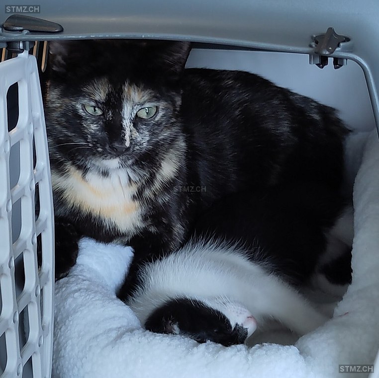 Cassiopée — Hauskatze ♀, Vermisst seit 10.01.2025, Tolochenaz (VD)