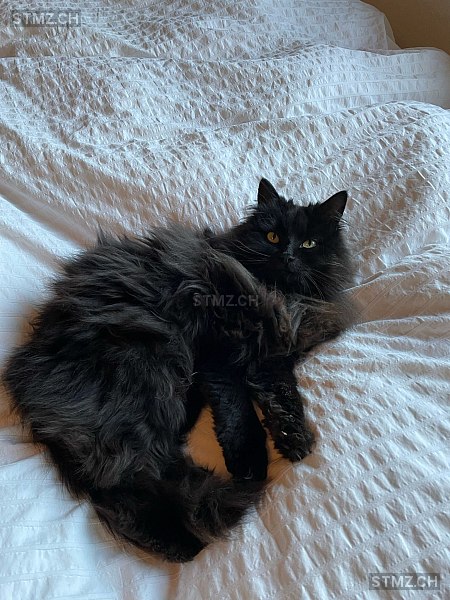 Juli — Hauskatze ♀, Vermisst seit 10.02.2025, Dänikon ZH (ZH)