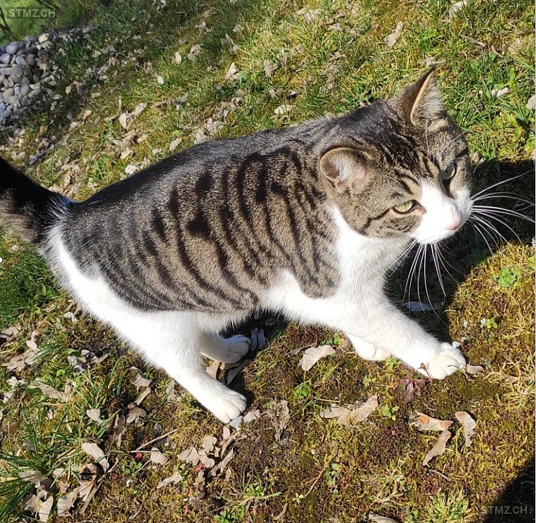 Lux — Hauskatze ♂, Vermisst seit 10.02.2025, Mettau (AG)