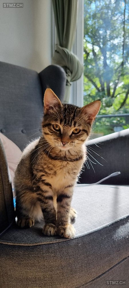 Pina — Hauskatze ♀, Vermisst seit 14.02.2025, Windisch (AG)