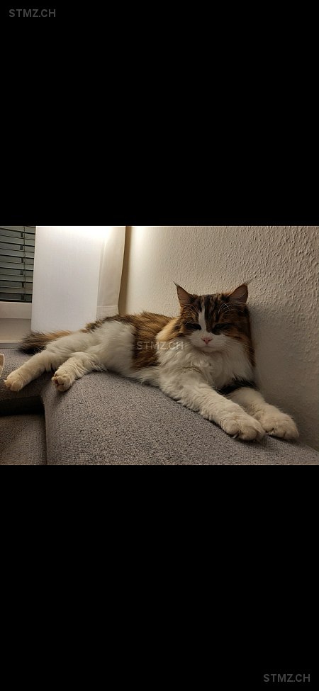 Mali — Hauskatze ♂, Vermisst seit 06.02.2025, Rotkreuz (ZG)