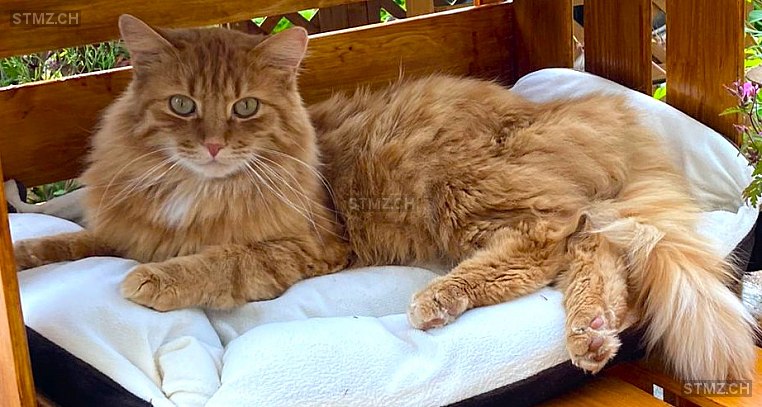 Ginger (Oliver) — Hauskatze ♂, Vermisst seit 20.01.2025, Horgen (ZH)