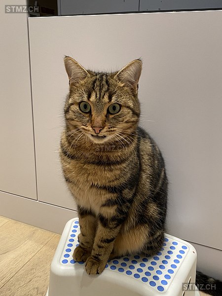 Milo — Hauskatze ♂, Vermisst seit 12.02.2025, Hildisrieden (LU)