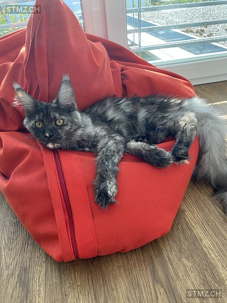 Putz — Maine Coon ♀, Vermisst seit 28.02.2025, Lohn-Ammannsegg (SO)