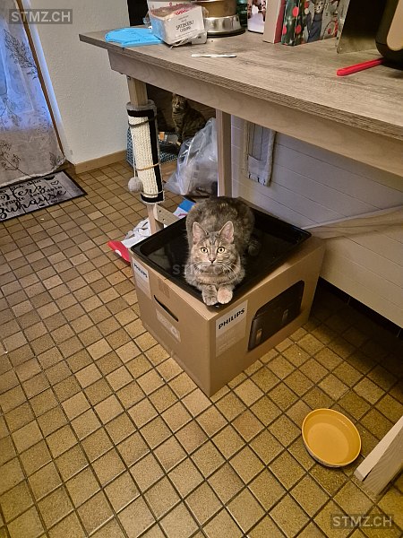 Nala — Hauskatze ♀, Vermisst seit 20.03.2025, Paspels (GR)