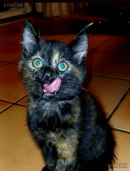 Ashani — Hauskatze ♀, Vermisst seit 20.03.2025, Neuhausen am Rheinfall (SH)