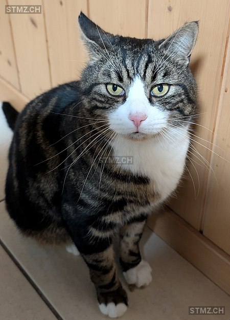 Simi — Hauskatze ♂, Vermisst seit 16.03.2025, Ringgenberg BE (BE)