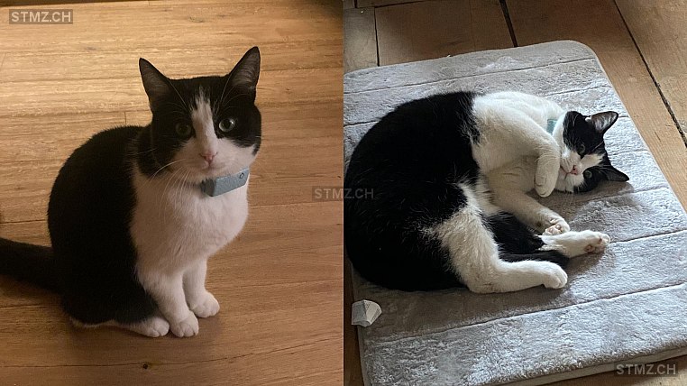 Dusty — Katze ♂, Vermisst seit 25.03.2025, Niederweningen (ZH)