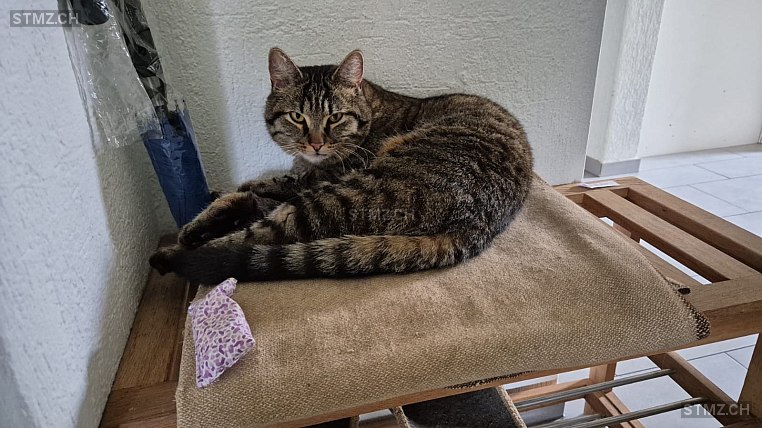 Vermisste Katzen #365535 — Hauskatze ♂, Vermisst seit ?, Bülach (ZH)