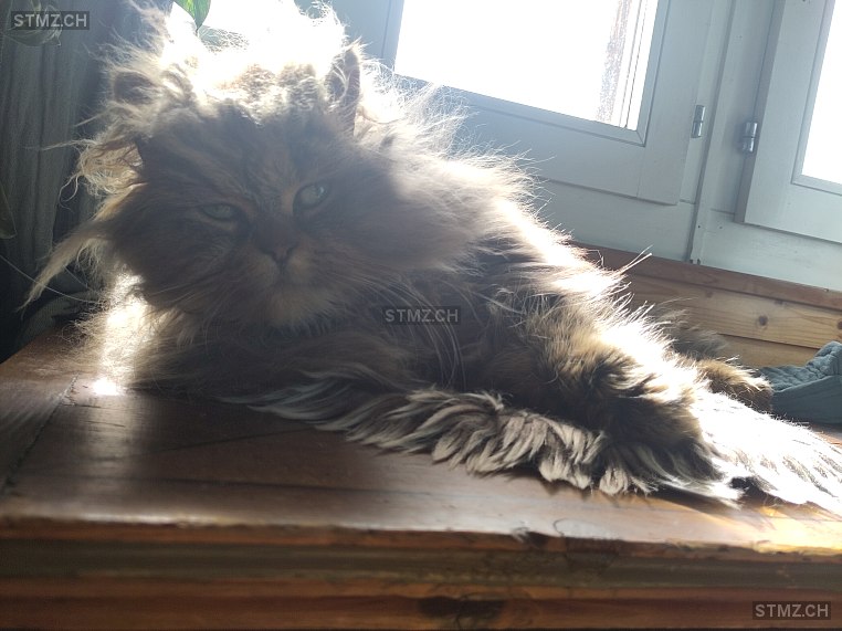 Buddy — Perser ♂, Vermisst seit 26.03.2025, Gelterfingen (BE)