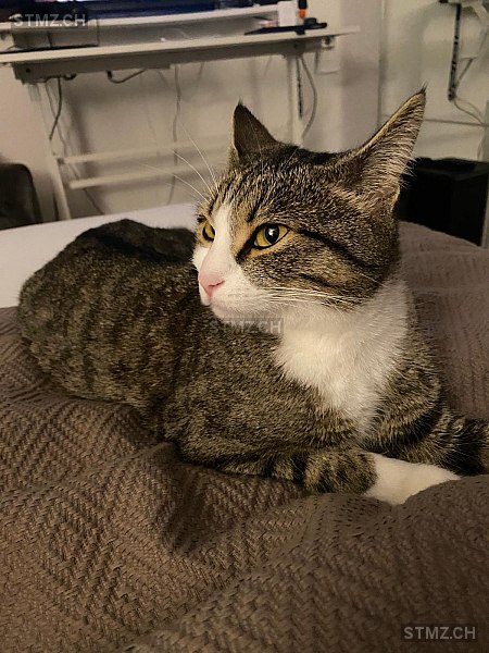 Chica — Hauskatze ♀, Vermisst seit 28.03.2025, Engelburg (SG)