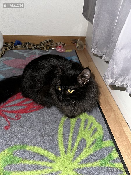 Kiwi — Hauskatze ♀, Vermisst seit 16.02.2025, Moudon (VD)