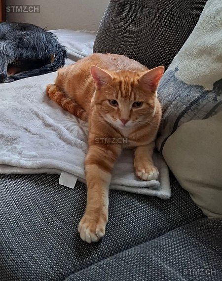 Rocket — Hauskatze ♂, Vermisst seit 25.03.2025, Semsales (FR)