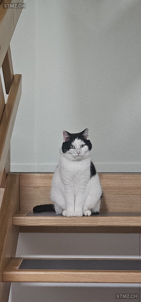 Lili — Hauskatze ♀, Vermisst seit 27.03.2025, Pieterlen (BE)