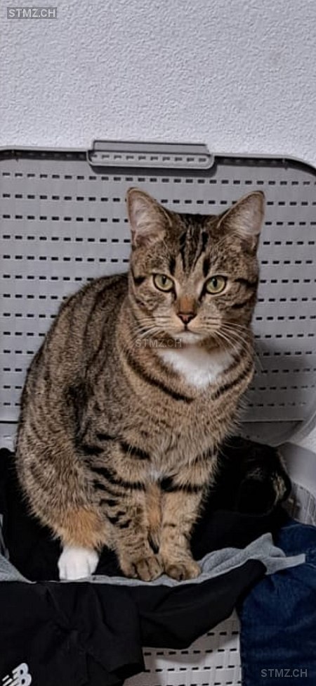 Joshi / Yoshi — British Kurzhaar ♂, Vermisst seit 31.03.2025, Schinznach Bad (AG)