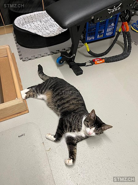 Calimero — Hauskatze ♂, Vermisst seit 25.03.2025, Oberkirch LU (LU)