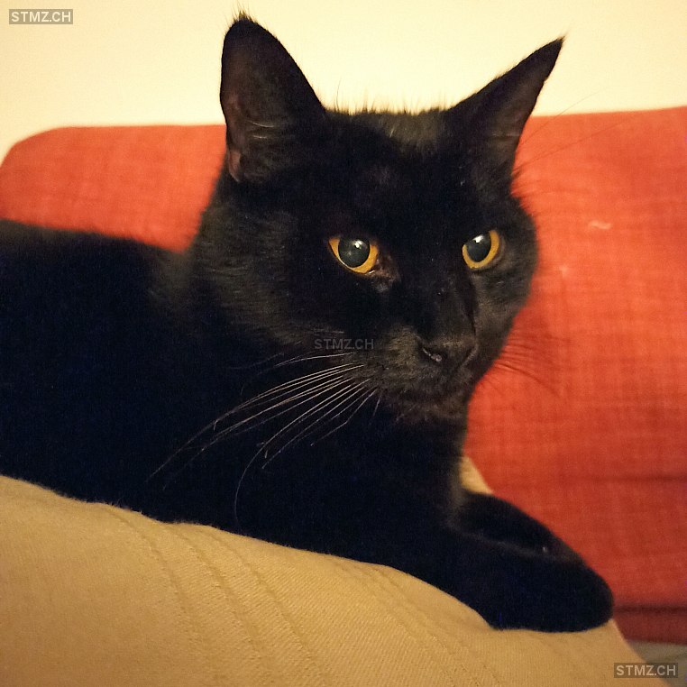 Bagheera — Hauskatze ♂, Vermisst seit 12.04.2025, Riedtwil (BE)