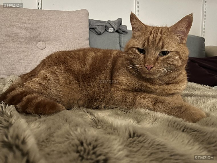 Erwin — Hauskatze ♂, Vermisst seit 11.04.2025, Mels (SG)