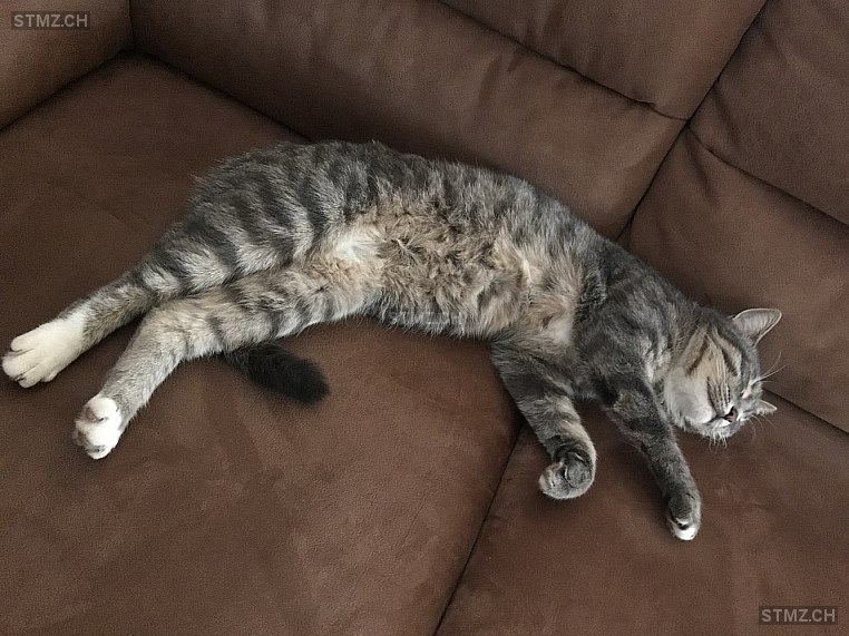 Flipsi — Hauskatze ♀, Vermisst seit 15.04.2025, Grossaffoltern (BE)