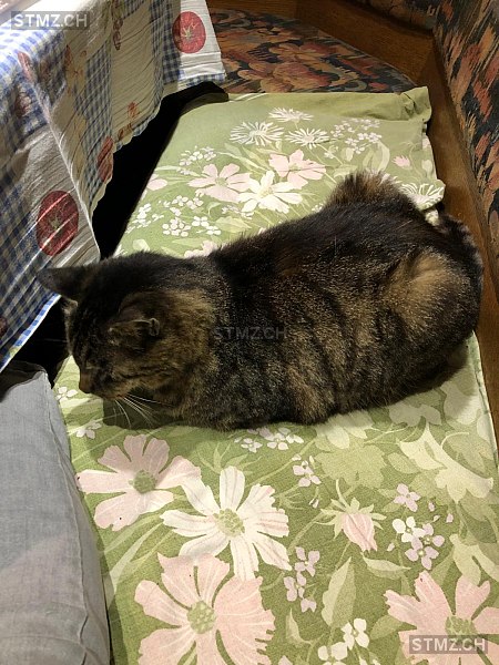 Billy — Hauskatze ♂, Vermisst seit 06.04.2025, Zug (ZG)