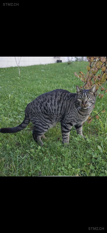 Johnny — Hauskatze ♂, Vermisst seit 07.04.2025, Derendingen (SO)