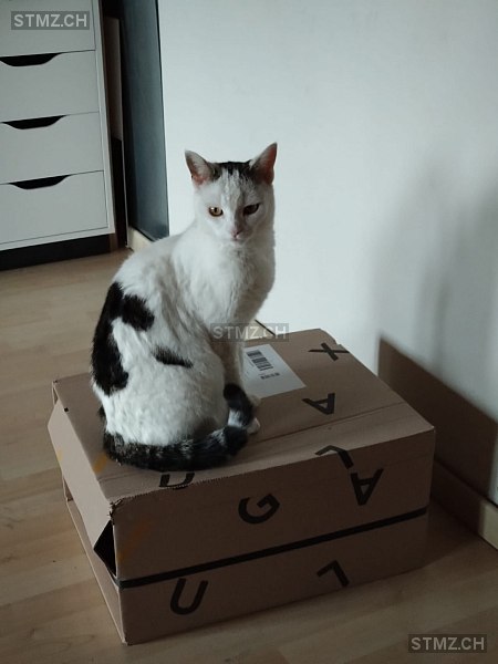 Kira — Hauskatze ♀, Missing since 28.04.2025, Mühlethurnen (BE)