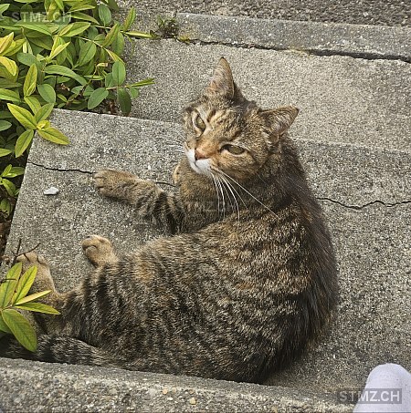 Mimi — Hauskatze ♀, Vermisst seit 30.04.2025, Steffisburg (BE)