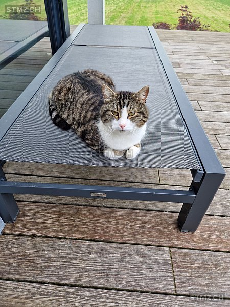 Charlie — Hauskatze ♂, Vermisst seit 30.04.2025, Freidorf TG (TG)
