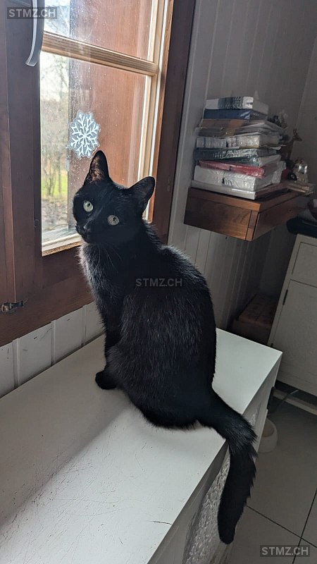 Oli — Katze ♂, Vermisst seit 01.05.2025, Emmenbrücke (LU)