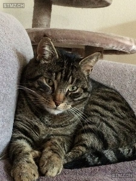 Mikki — Hauskatze ♂, Vermisst seit 28.04.2025, Eschenbach SG (SG)