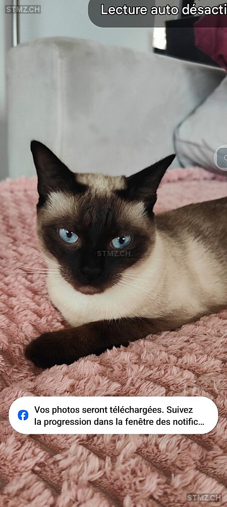 Kitty — Siamkatze ♀, Vermisst seit 22.04.2025, Allschwil (BL)