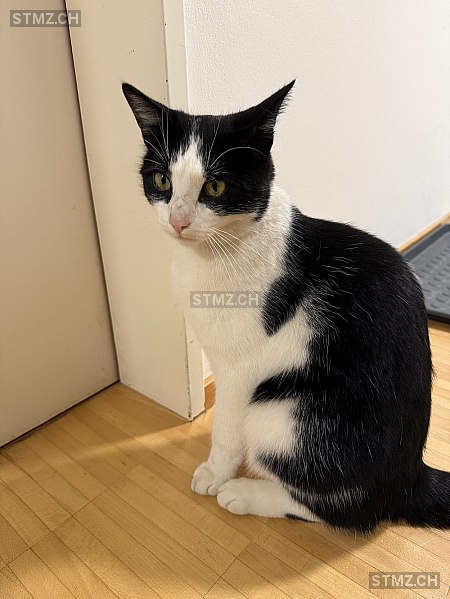 Günther — Hauskatze ♂, Vermisst seit 27.04.2025, Altstätten (SG)